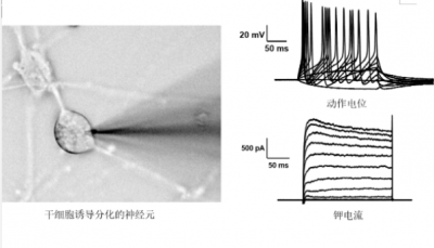 原代神经元膜片钳检测