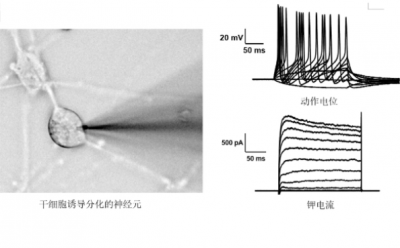 原代神经元或脑片的膜片钳检测