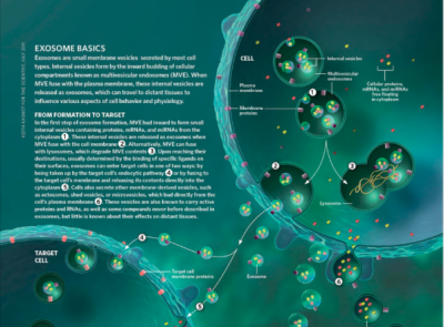 外泌体分离(Exosome isolation)