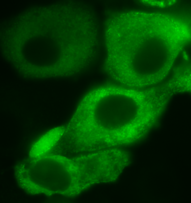 荧光活细胞成像